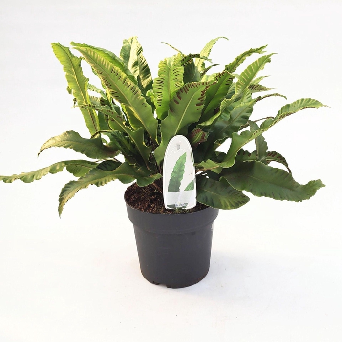 <h4>Asplenium scolopendrium</h4>
