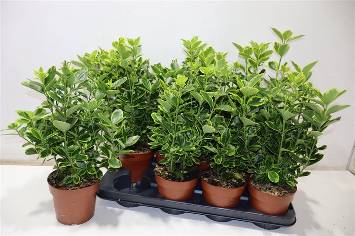 <h4>Euonymus Ja Aureomar</h4>