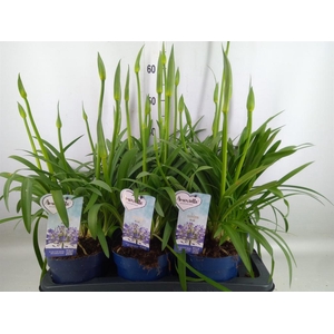 Agapanthus  'Amourette Superb'