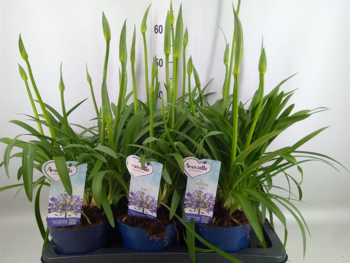 <h4>Agapanthus  'Amourette Superb'</h4>