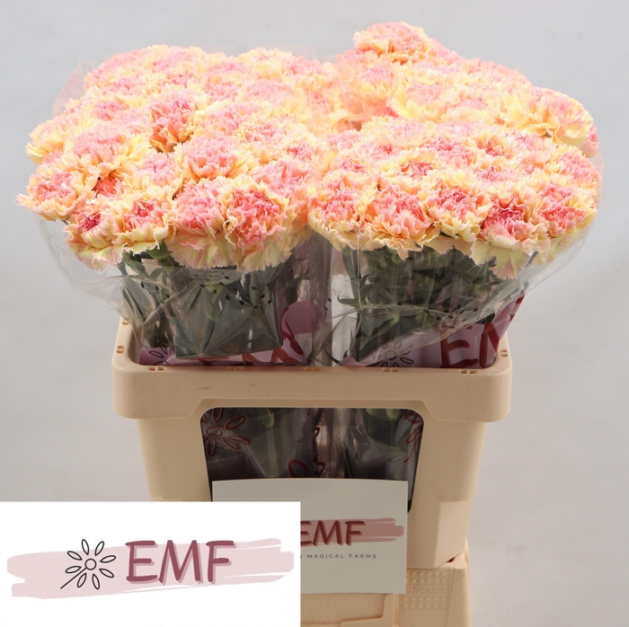 <h4>DI ST ACTIVA</h4>