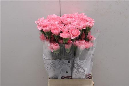 <h4>Di St Corvette</h4>