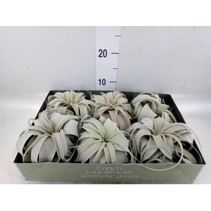 Tillandsia xerographica