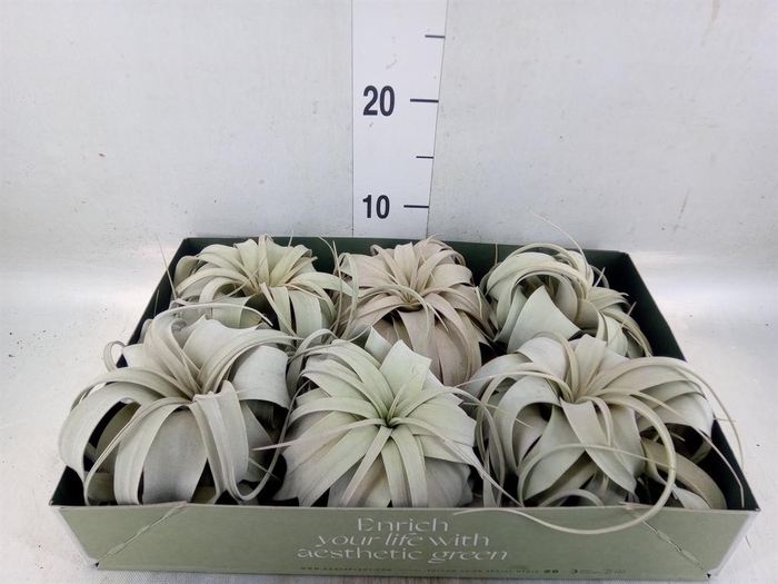 <h4>Tillandsia xerographica</h4>