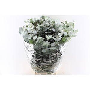 Euca Cinerea 300 Gram Extra Albenga