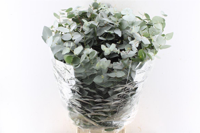 Euca Cinerea 300 Gram Extra Albenga