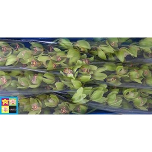 CYMB T GR 80 LIGHTNI