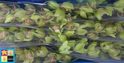 <h4>CYMB T GR 80 LIGHTNI</h4>