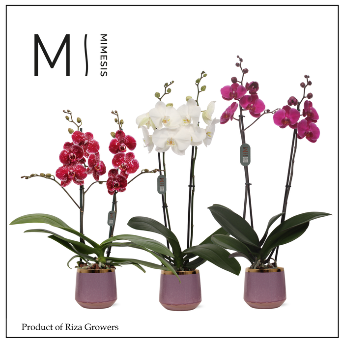 <h4>Phalaenopsis Mix 2 spike – 12cm in Celeste | Mimesis</h4>