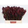 Leucadendron Saf Sunset Dark R.Spray