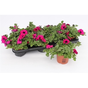Petunia Purple