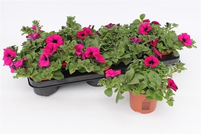<h4>Petunia Purple</h4>
