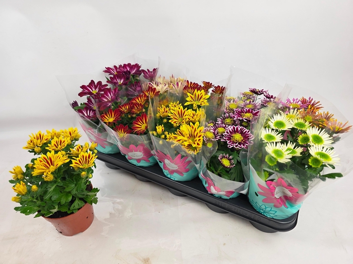 <h4>CHRYS GEM 7 KL</h4>