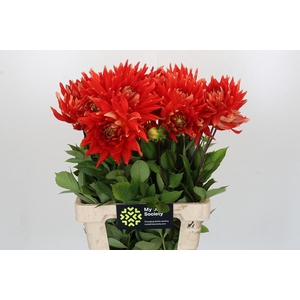 Dahlia Vulcan