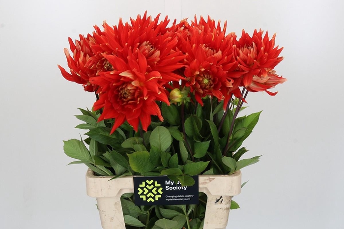 <h4>Dahlia Vulcan</h4>