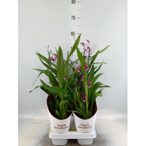 Oncidium   ...