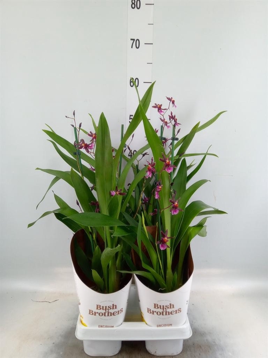 <h4>Oncidium   ...</h4>