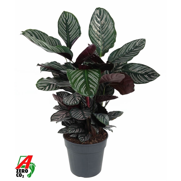 <h4>Calathea Ornata</h4>