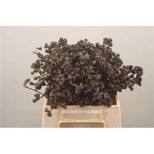 Euc Berry Clock Per Bunch