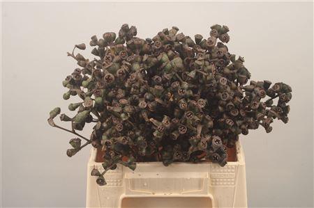 <h4>Euc Berry Clock Per Bunch</h4>