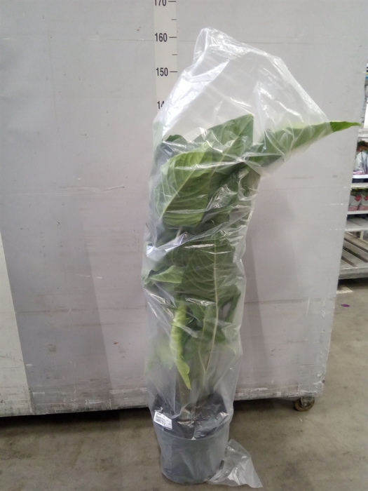 <h4>Planten   ... L%</h4>