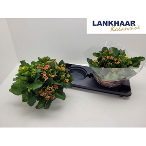 KAL EN GEM IN POT