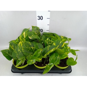 Epipremnum pinn. 'Aureum'