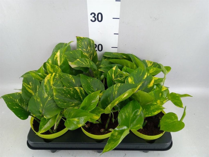 <h4>Epipremnum pinn. 'Aureum'</h4>