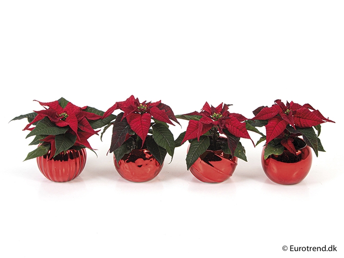 <h4>EUPHORBIA PULCHERRIMA  MINI P6 E 2256 KERST</h4>