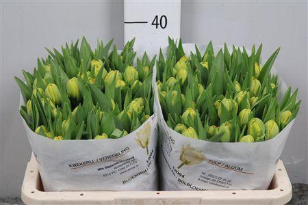 <h4>Tu Du Yellow Diamond</h4>