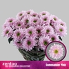 CHR T COMMANDER PINK