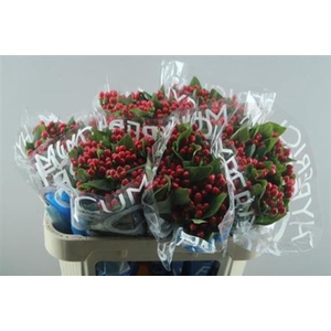 Hyp Coco Diablo