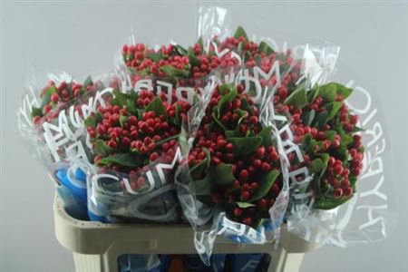 <h4>Hyp Coco Diablo</h4>
