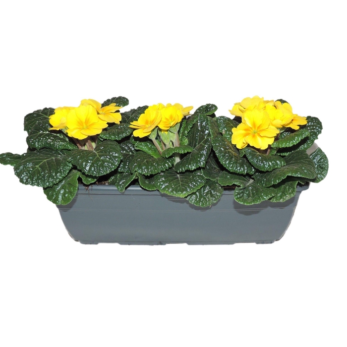 <h4>Primula Ac Op Kleur Geel Balkonbak</h4>