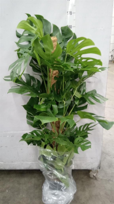 <h4>Monstera pertusum</h4>