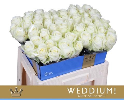 <h4>R GR AVALANCHE+</h4>