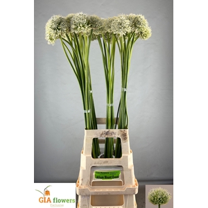 ALLIUM MOUNT EVEREST