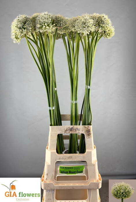<h4>ALLIUM MOUNT EVEREST</h4>