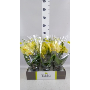 Phalaenopsis   ...yellow