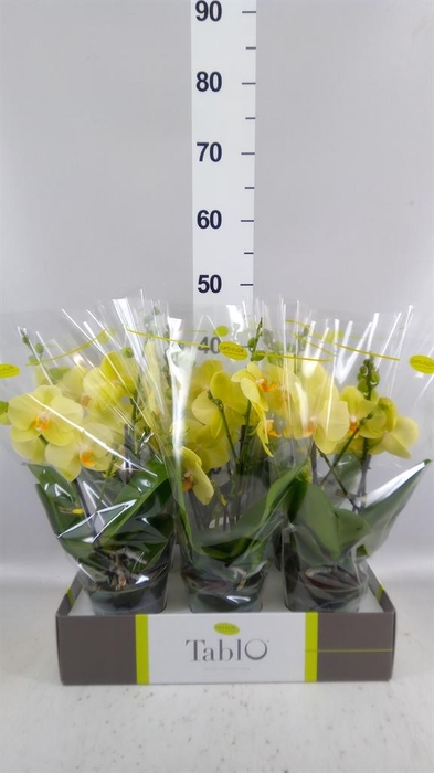 <h4>Phalaenopsis   ...yellow</h4>