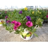 Bellis overig grootbloemig