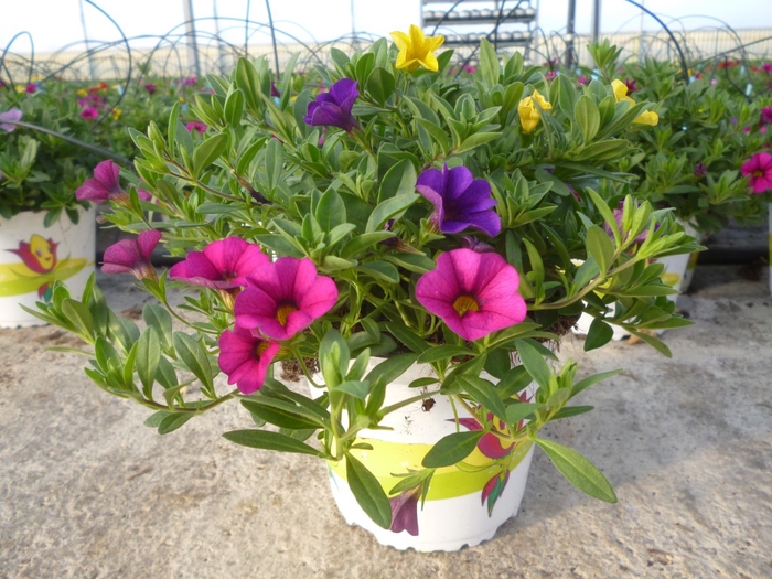 Bellis overig grootbloemig