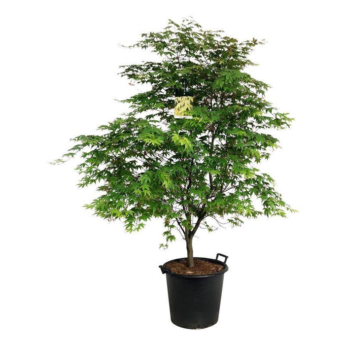 <h4>Acer pal. 'Osakazuki'</h4>