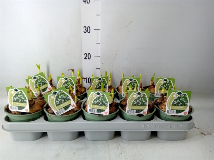 <h4>Leucojum aestivum</h4>