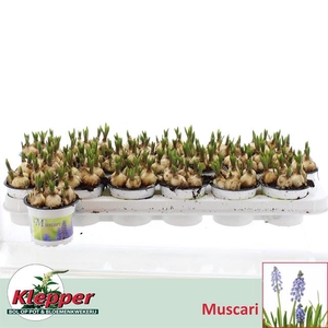 Muscari Atlantic 9Ø 12cm