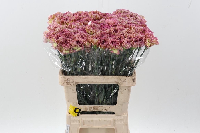 <h4>Di St Lady Sheen IT</h4>