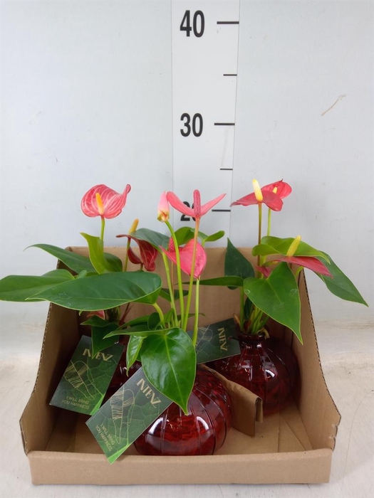 <h4>Planten  ..mix</h4>