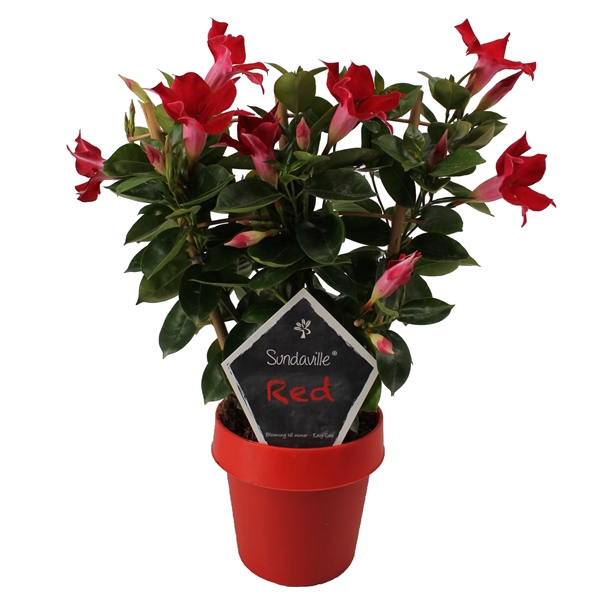 <h4>Mandevilla Sundaville Classic Red op rek  (Dipladenia)</h4>