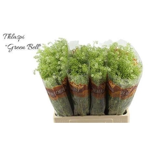 Lep Ru Green Bell