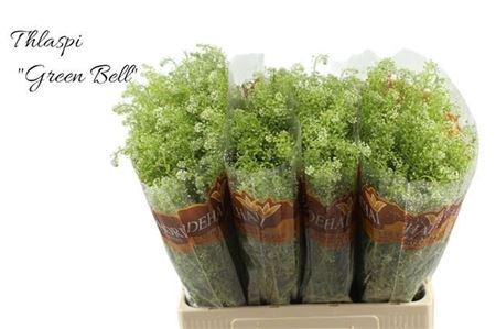 <h4>Lep Ru Green Bell</h4>